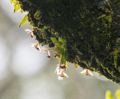 Epidendrum peperomia image