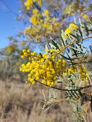 Acacia decora
