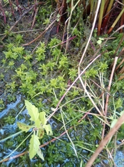 Sphagnum denticulatum