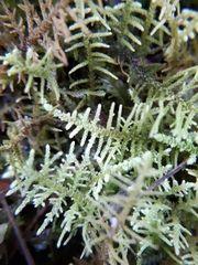 Thuidiopsis sparsa