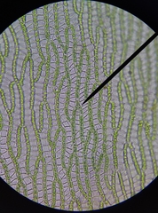 Sphagnum denticulatum