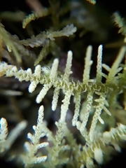 Thuidiopsis sparsa
