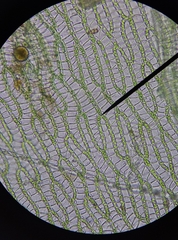 Sphagnum denticulatum