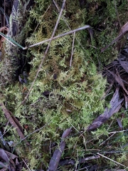 Thuidiopsis sparsa