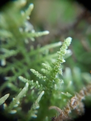 Thuidiopsis sparsa