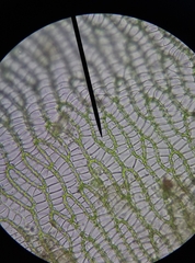 Sphagnum denticulatum