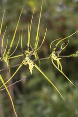 Brassia