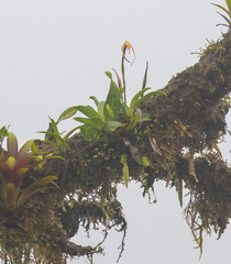 Image of Maxillaria pachyacron