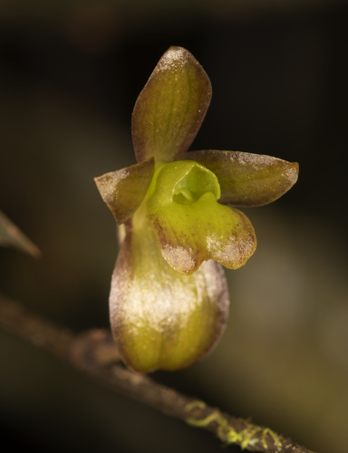 Systeloglossum