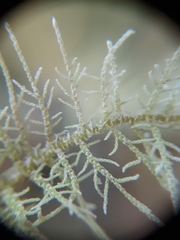 Thuidiopsis sparsa