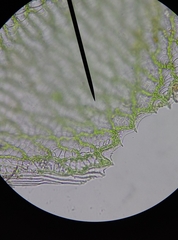 Sphagnum denticulatum