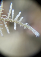 Thuidiopsis sparsa