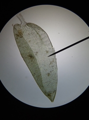 Sphagnum denticulatum