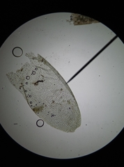 Sphagnum denticulatum