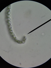 Sphagnum denticulatum