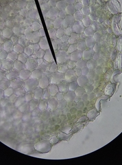 Sphagnum denticulatum