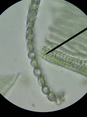 Sphagnum denticulatum