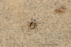 Cicindela limbata nympha