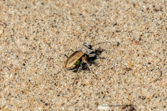 Cicindela limbata nympha