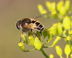 Eristalis arbustorum