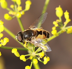 Eristalis arbustorum