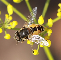 Eristalis arbustorum