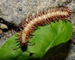 Polydesmus collaris