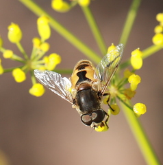 Eristalis arbustorum