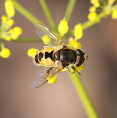 Eristalis arbustorum
