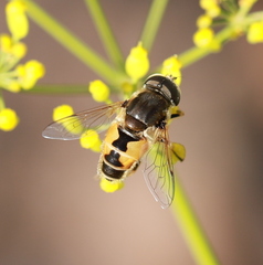 Eristalis arbustorum