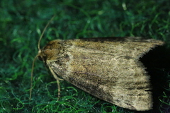 Tetheella fluctuosa