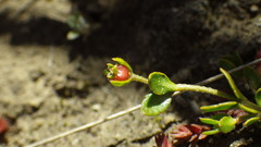 Gonocarpus aggregatus