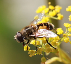 Eristalis arbustorum