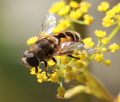 Eristalis arbustorum