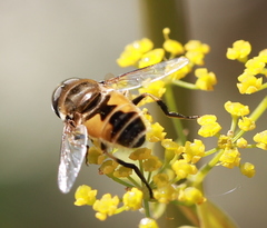 Eristalis arbustorum