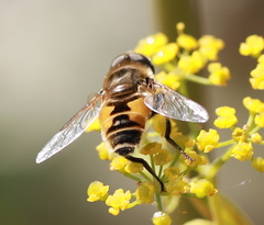 Eristalis arbustorum