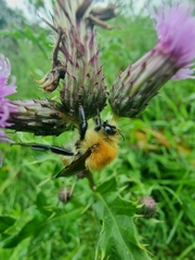 Bombus pascuorum