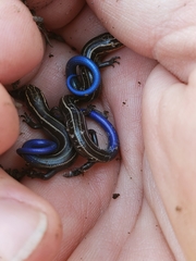 Plestiodon multivirgatus