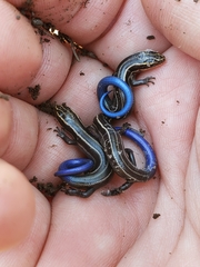 Plestiodon multivirgatus