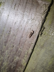 Blastobasis adustella