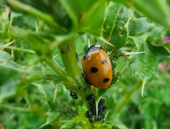 Coccinella septempunctata