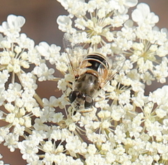 Eristalis arbustorum