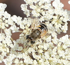 Eristalis arbustorum