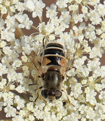 Eristalis arbustorum