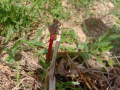 Orthetrum chrysis