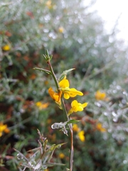 Genista triacanthos