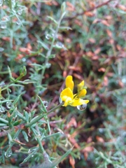 Genista triacanthos