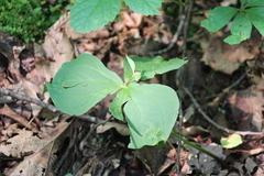 Trillium erectum