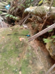 Prodasineura collaris