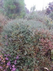 Genista triacanthos